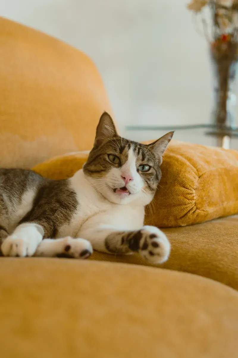 春の換毛期にそなえる、ねこ暮らしのやさしいお手入れ習慣