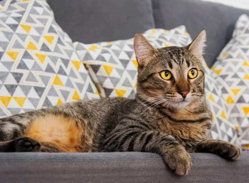 猫が安心して過ごせる、お部屋づくりのポイント