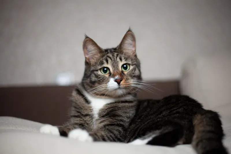 初めてのキャットフード選びで大切にしたいこと