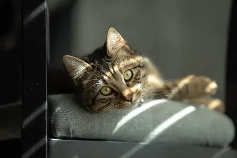 ねこ暮らしラボ株式会社 10