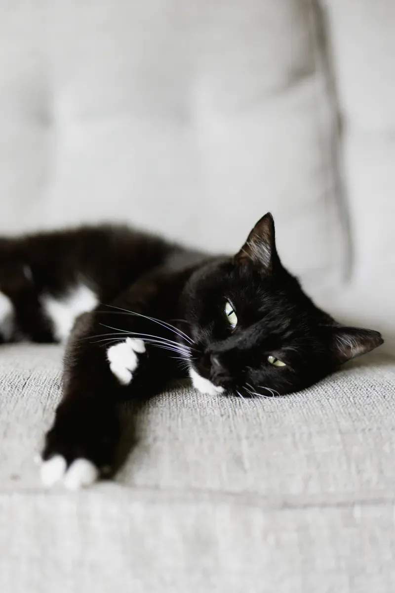 ねこ暮らしラボ株式会社 11