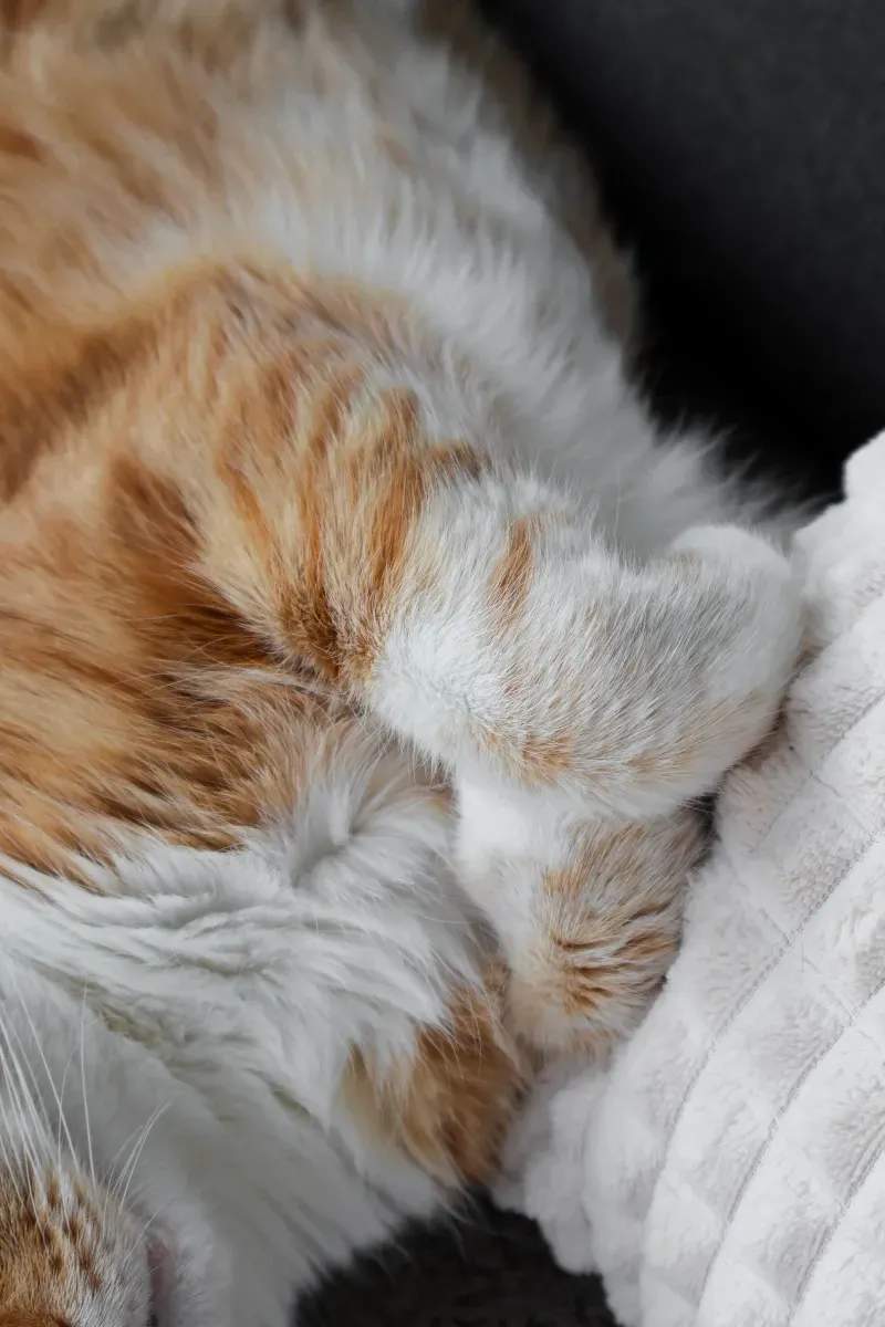 ねこ暮らしラボ株式会社 12