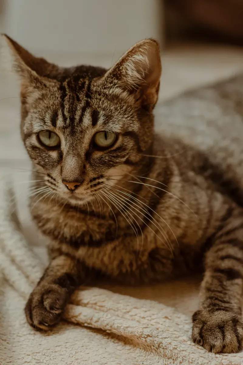 ねこ暮らしラボ株式会社 14