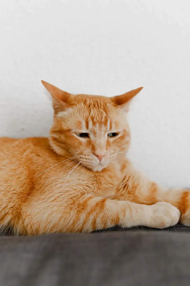 ねこ暮らしラボ株式会社 2