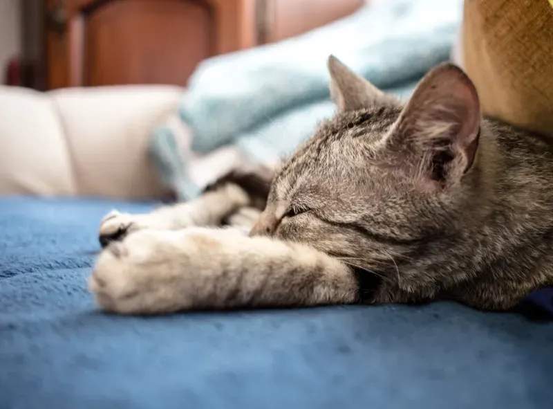 ねこ暮らしラボ株式会社 3