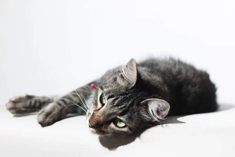 ねこ暮らしラボ株式会社 4