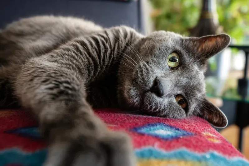 ねこ暮らしラボ株式会社 6