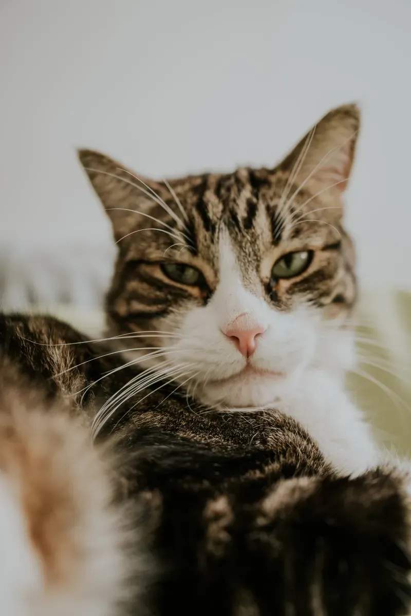 ねこ暮らしラボ株式会社 7
