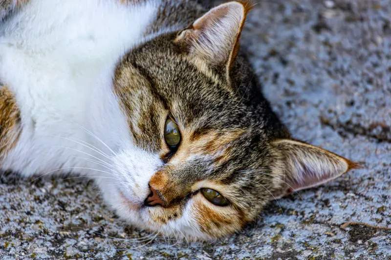 ねこ暮らしラボ株式会社 8