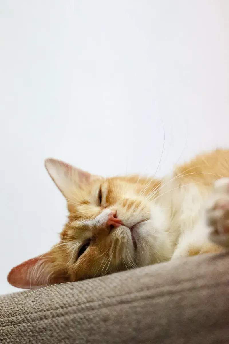 ねこ暮らしラボ株式会社 9