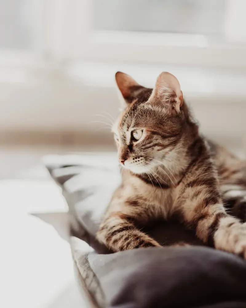 猫の健康相談