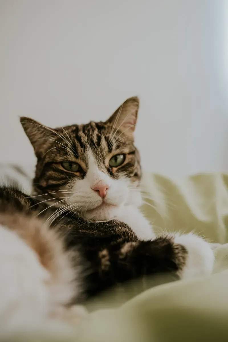 多頭飼育家庭向け環境改善サポート